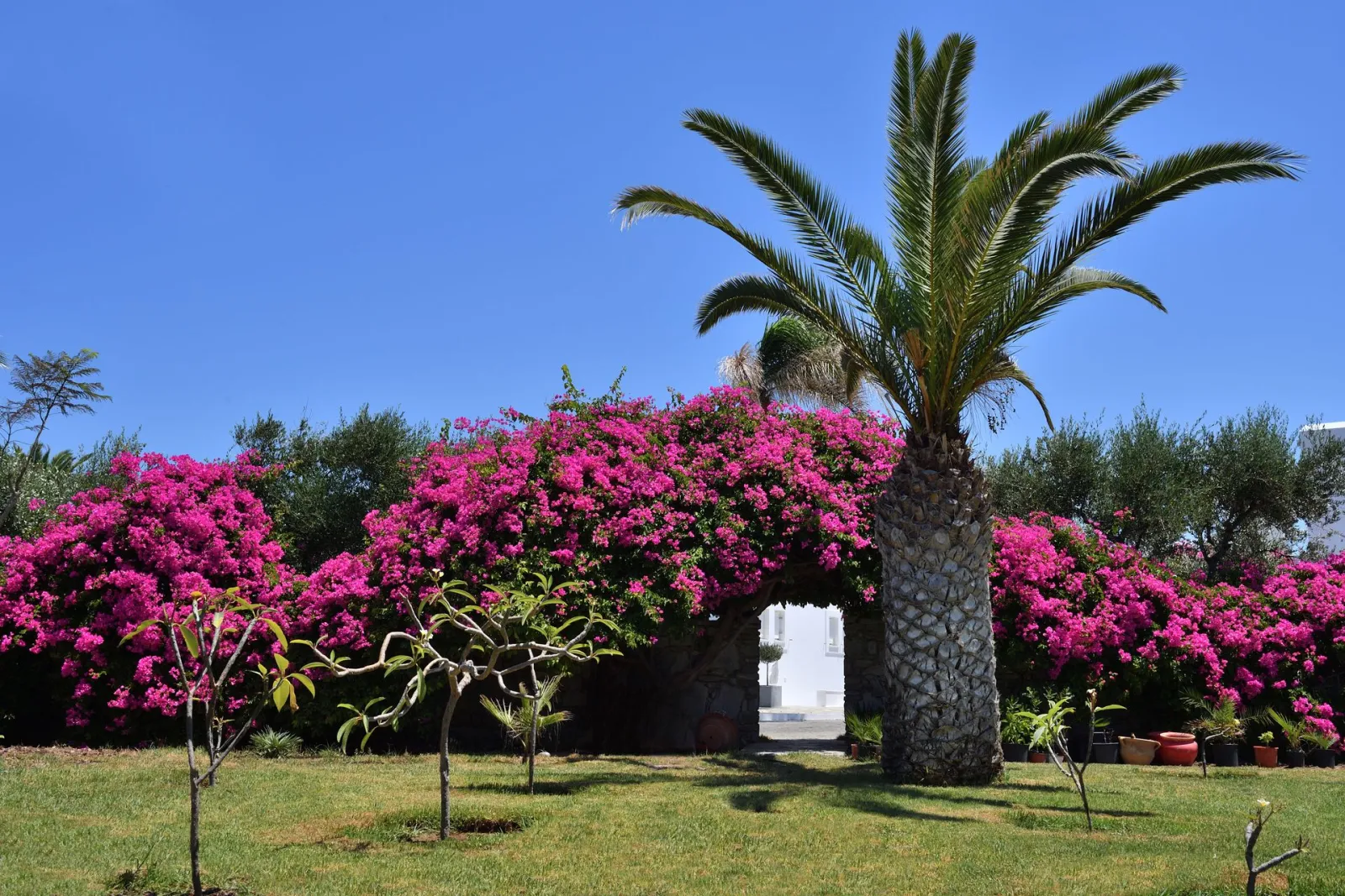 Astir of Paros Hotel