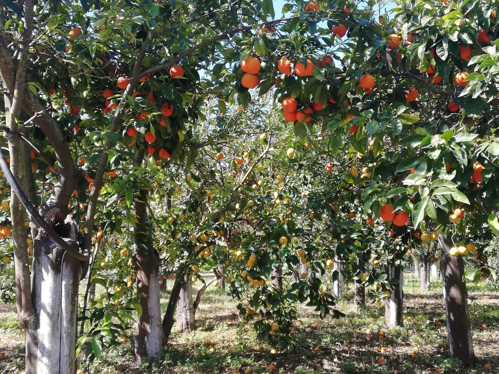 Bella Cisterna