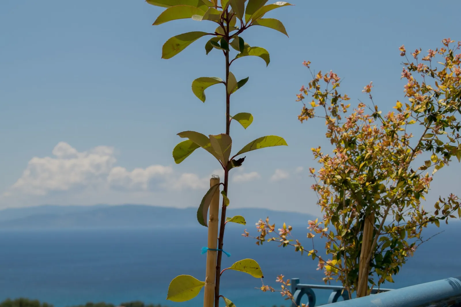 Diana Studios Kefalonia