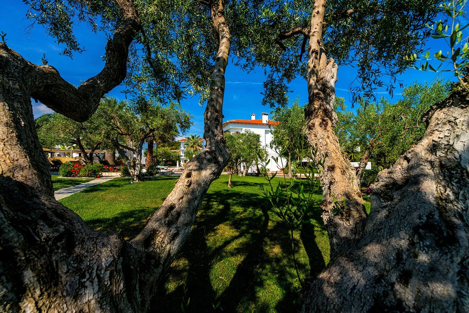 Flegra Palace - Garden