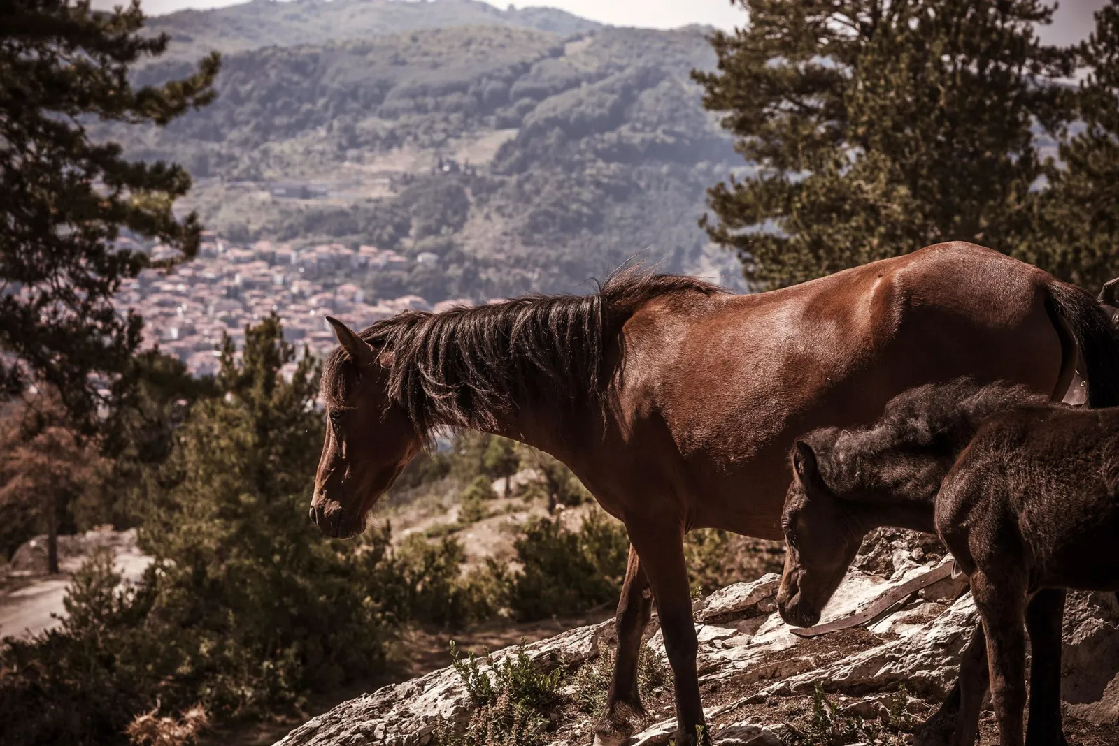 Grand Forest Metsovo
