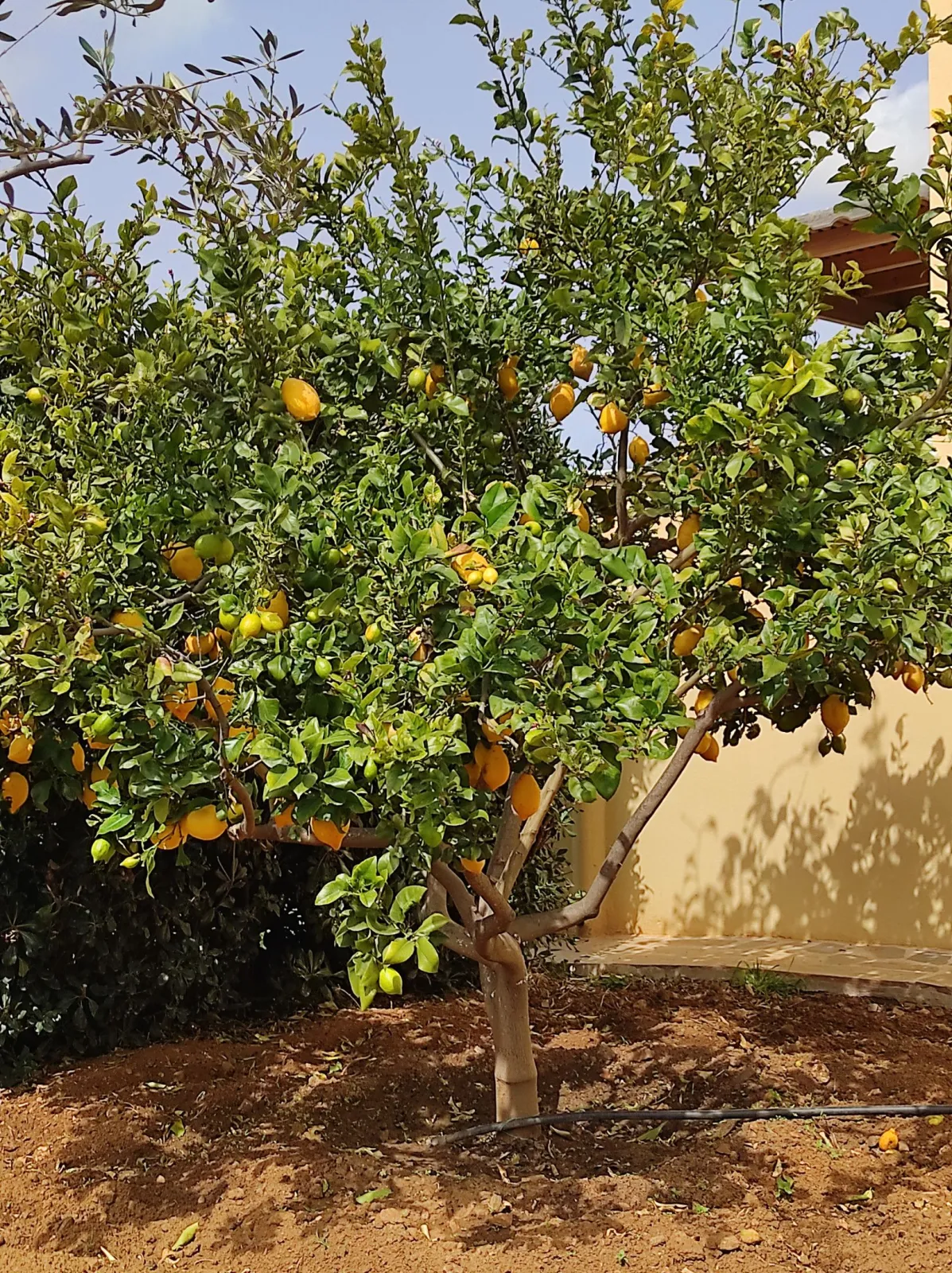 Naxos Cottage