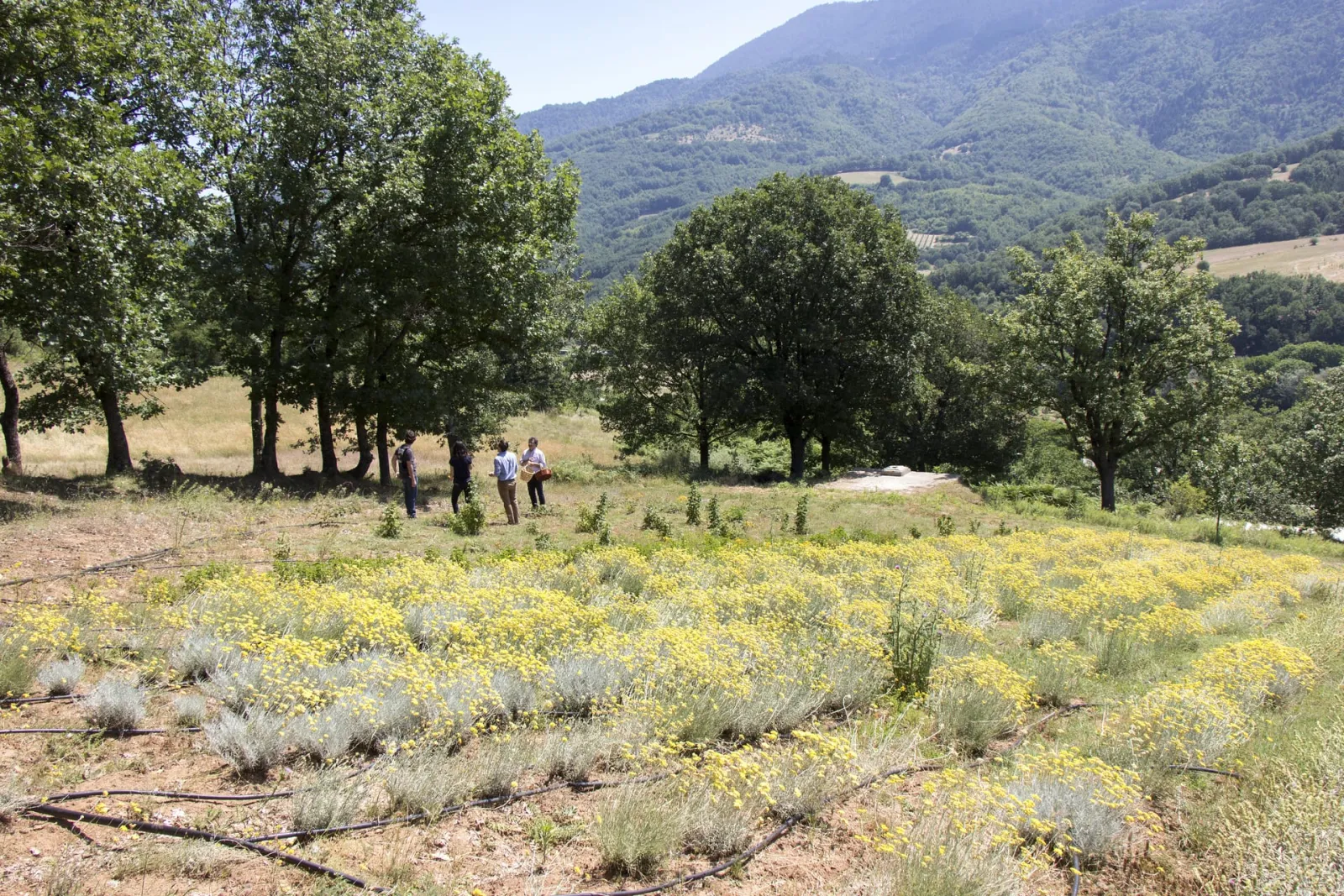 Ktima Bellou Farm