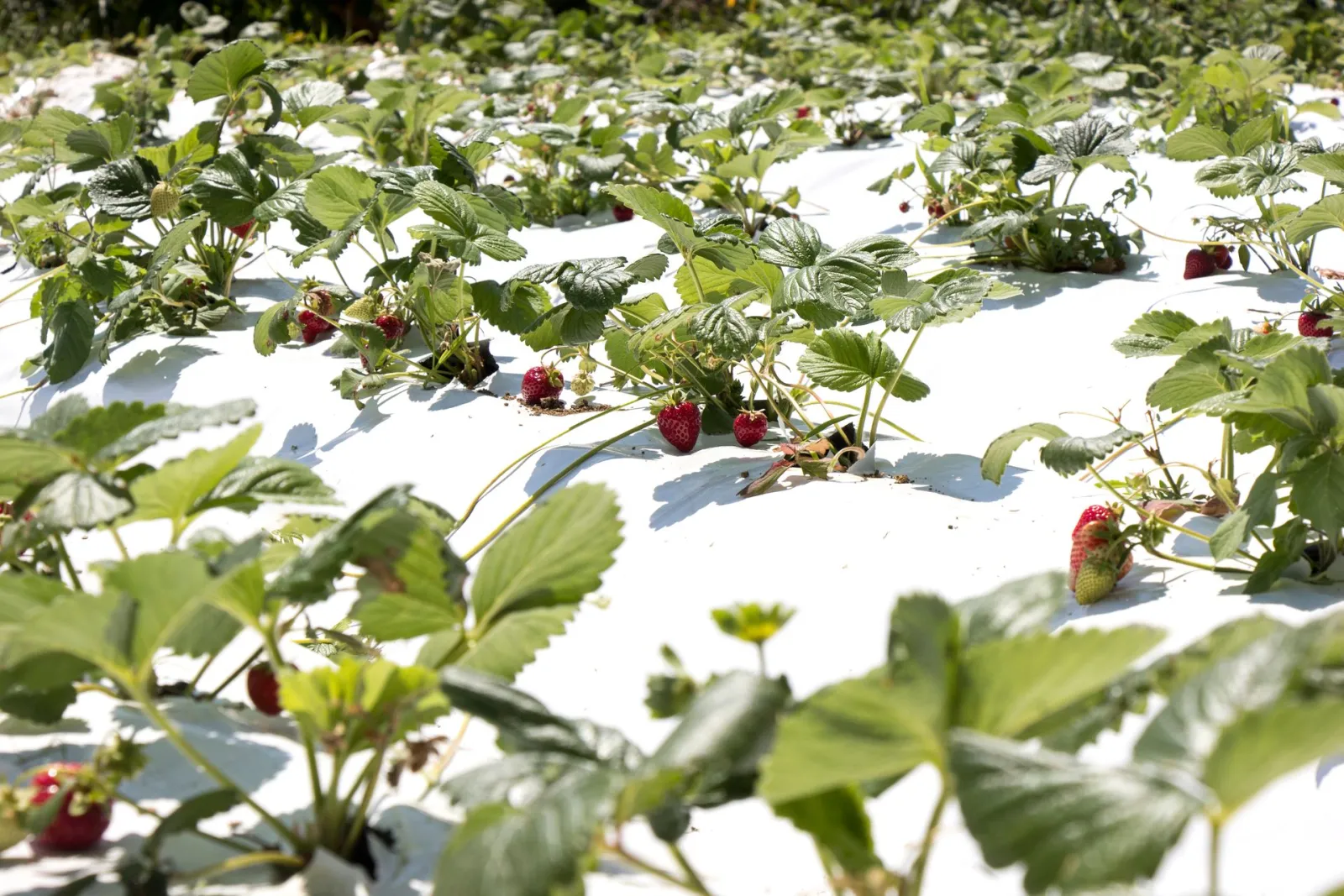 Ktima Bellou Farm