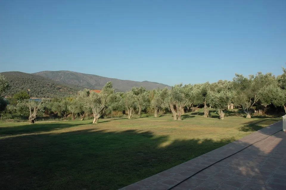 Garden of the GERA'S OLIVE GROVE venue