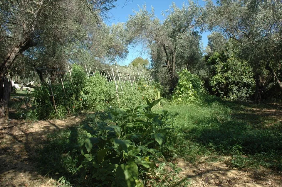 Small agricultural ground used for crop farming
