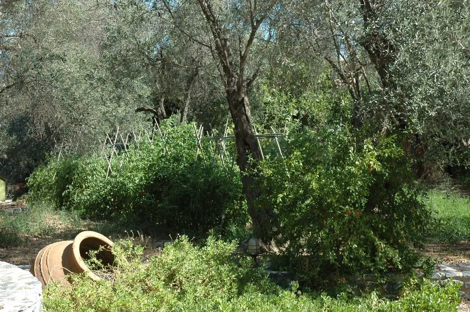 Small agricultural ground used for crop farming