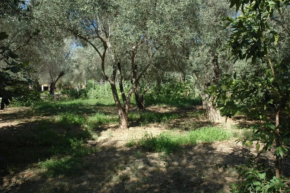 Agriculture ground used for crop farming