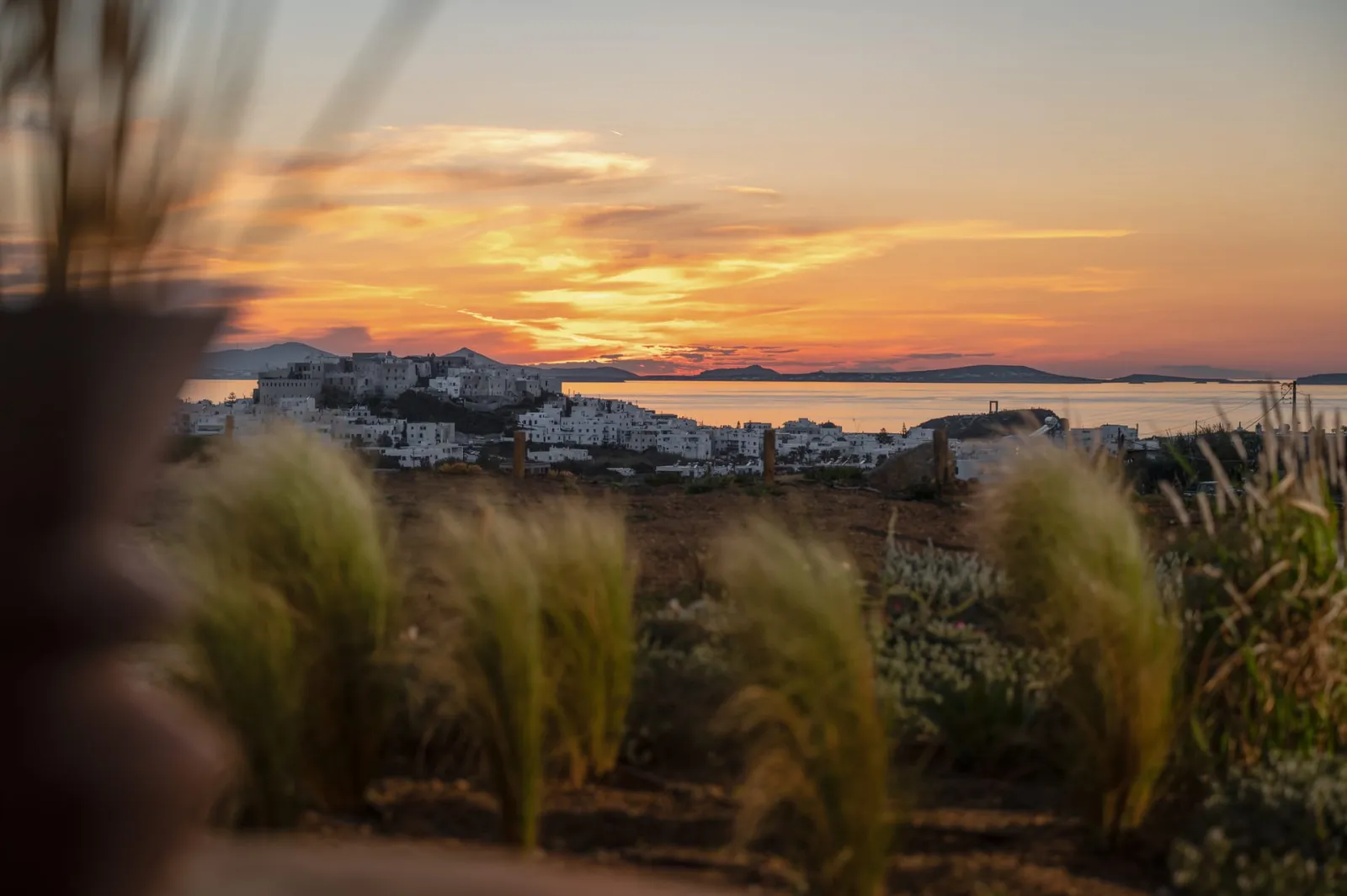 Opuntia Suites