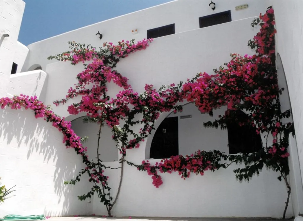 San Antonio Summer House Paros