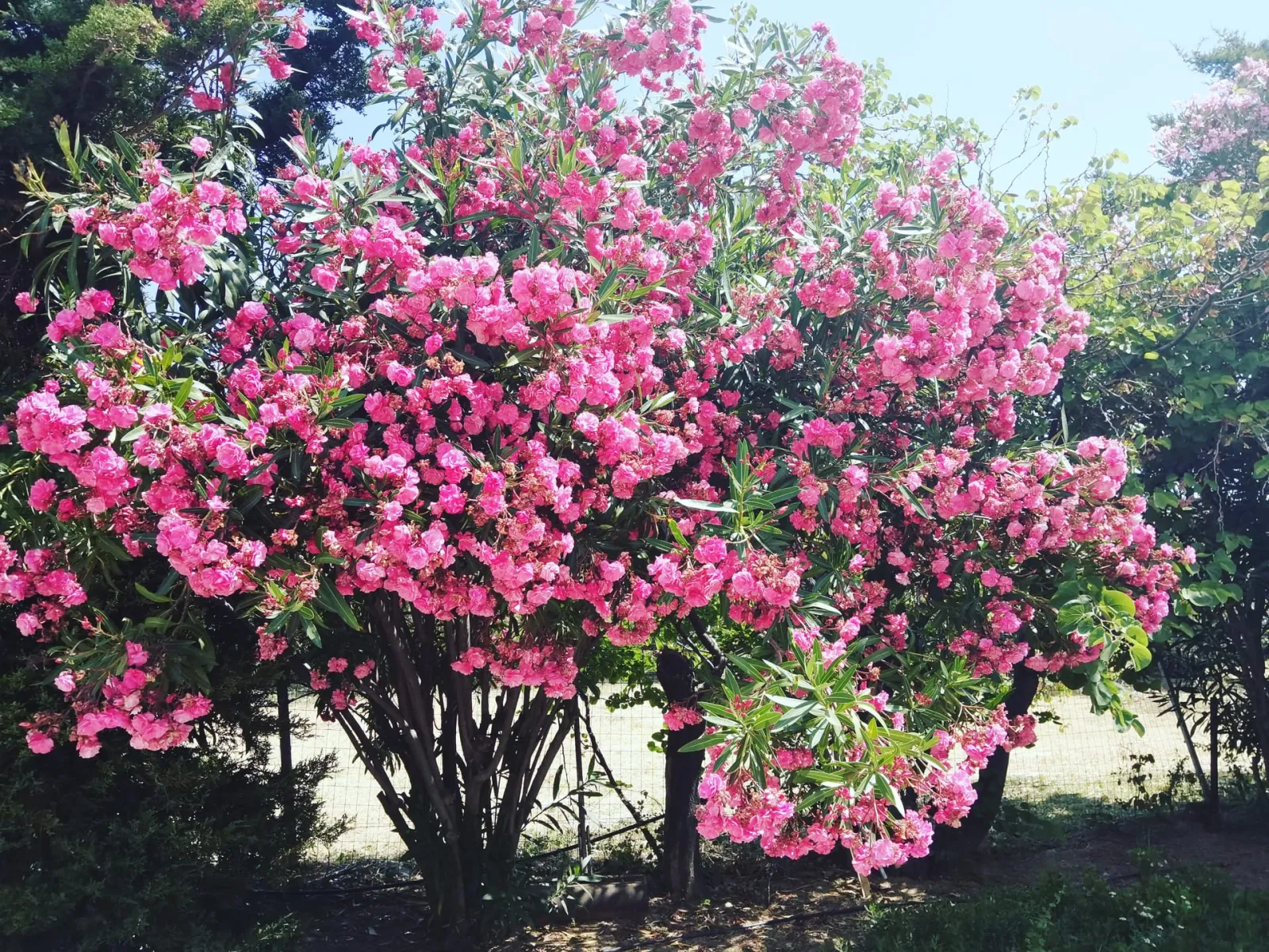 A small part of our garden.