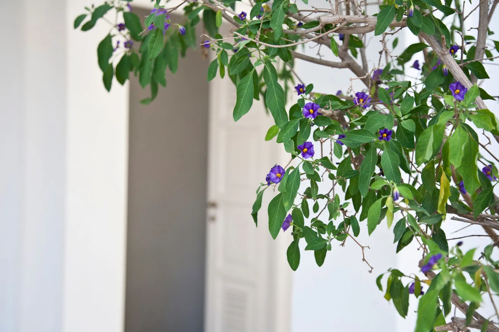 Smaragdi Hotel Sifnos