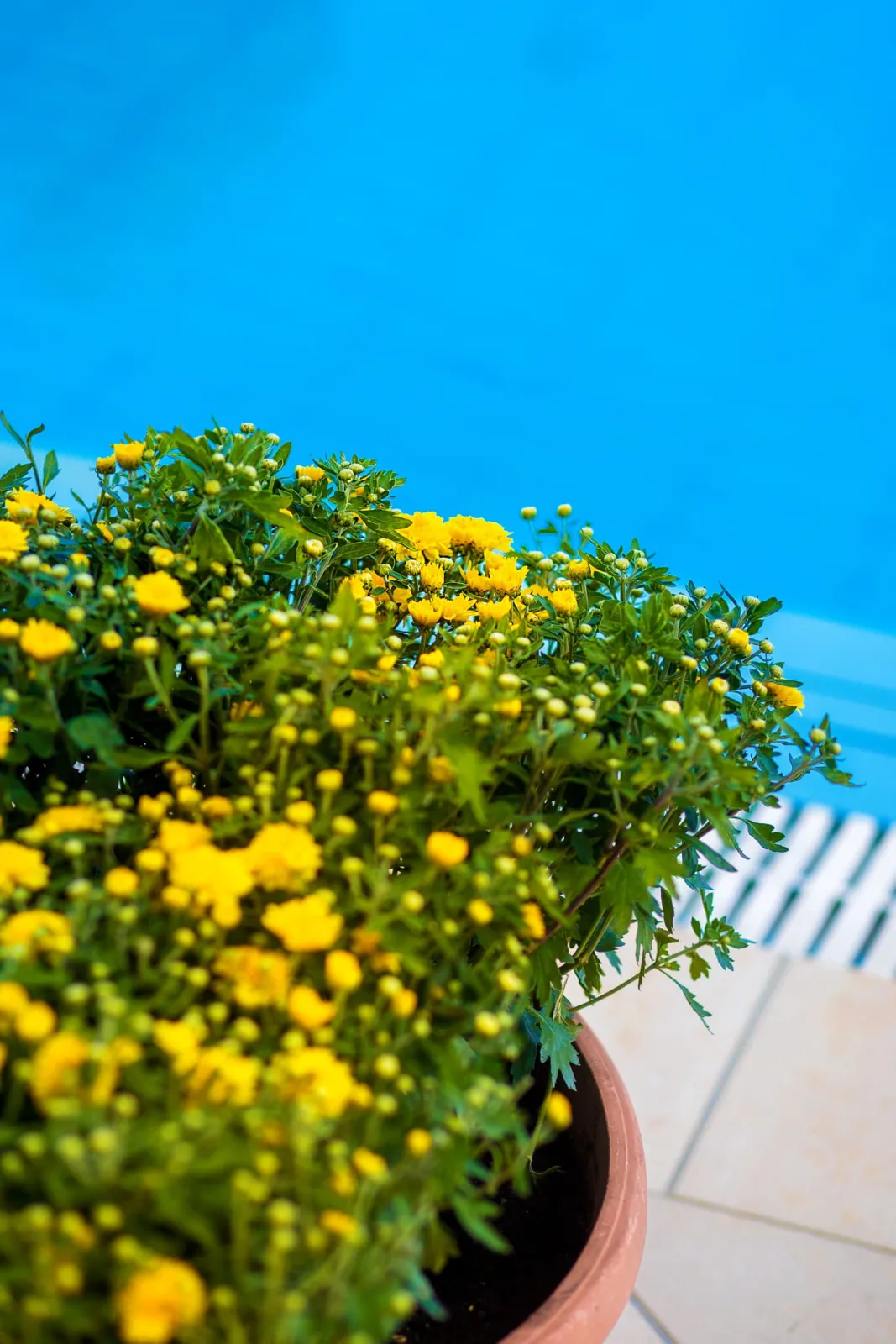 Sunflower Apartments & Studios Zakynthos