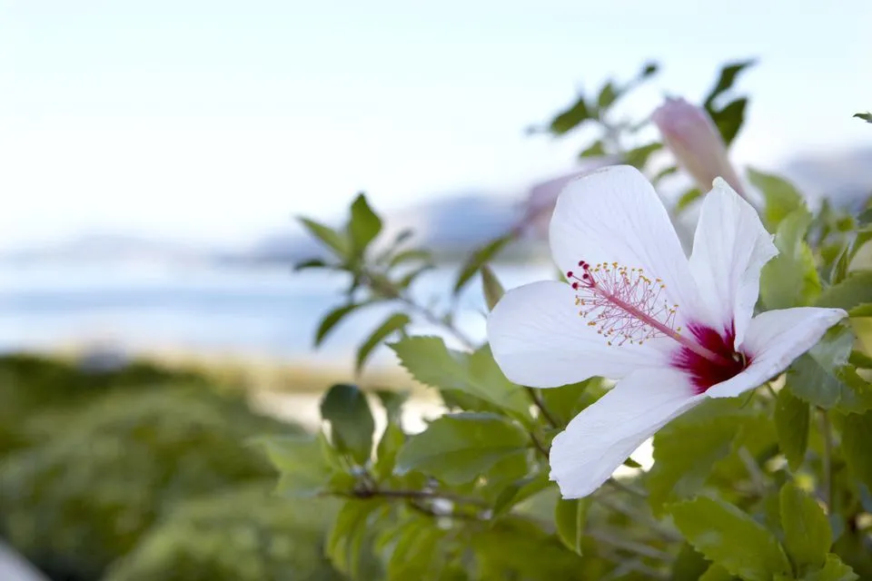 Thalassa Boutique Hotel Kefalonia