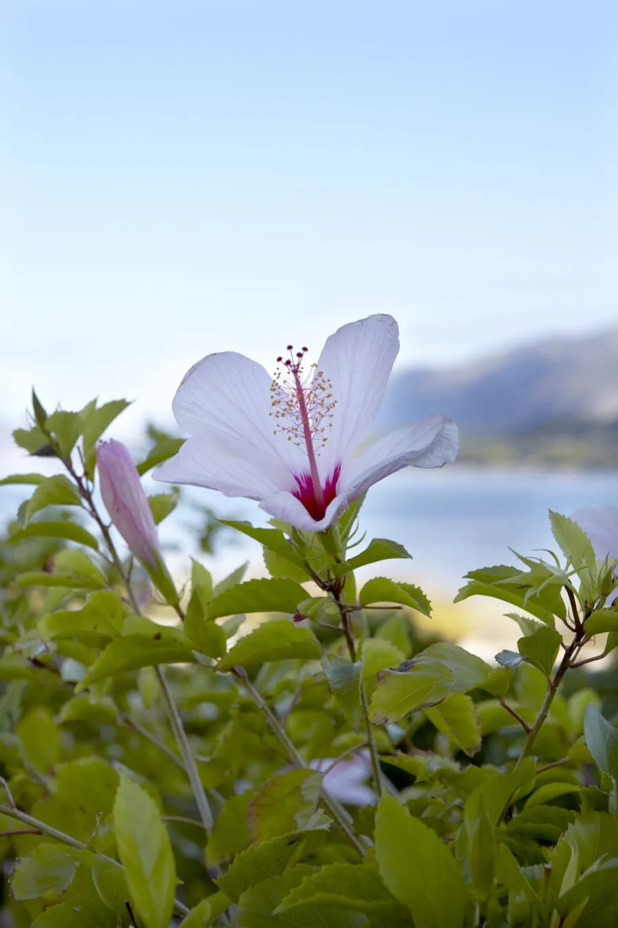 Thalassa Boutique Hotel Kefalonia