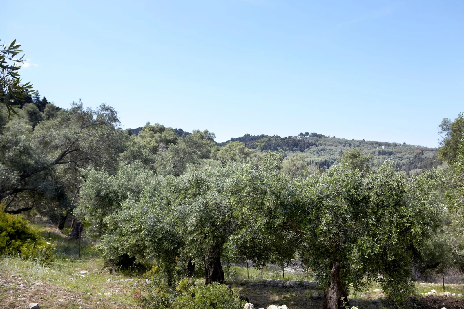 Torri E Merli Hotel Paxos