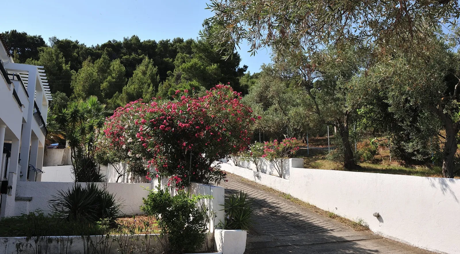 Anamar Skiathos Hotel