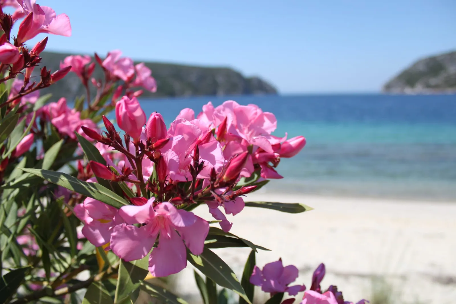 Apartment Chalkidiki