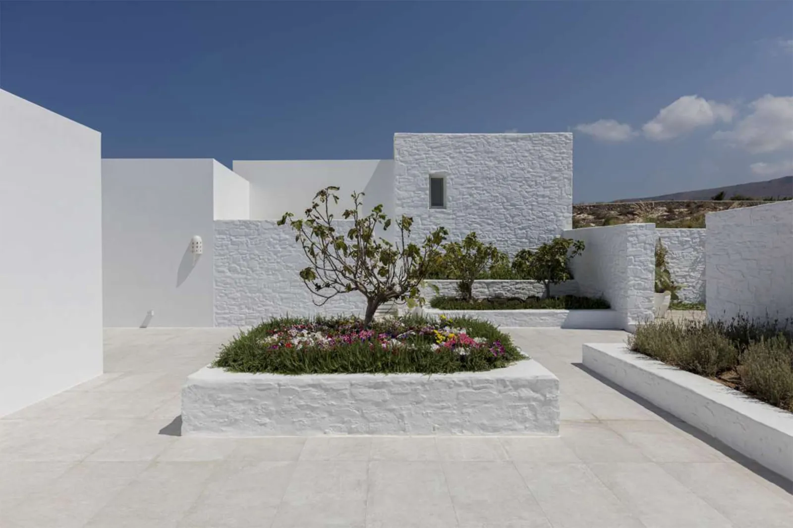 Begonia Villa